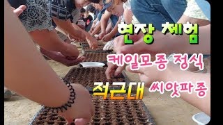 현장에서 배우는 귀농귀촌 현장체험 적근대 씨앗 파종과 케일 정식 레드비트  수확까지