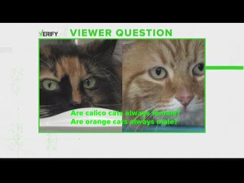 Verify: Are calico cats always female? Are orange cats always male?