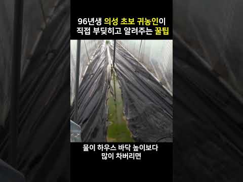 딸기농사 꿀팁 4편 !! #shorts