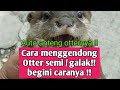 Cara Menggendong Otter Galak ️