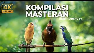 Download lagu 🔴 Live Masteran Kompilasi Cucak Cungkok Gacor vs Kenari Cililin vs Srigunting Abu Gacor Panjang mp3