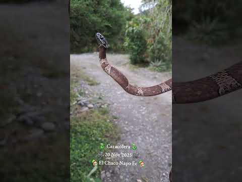 Dipsas klebbai El Chaco Napo Ecuador 20 Nov 2025 Diego Piñán