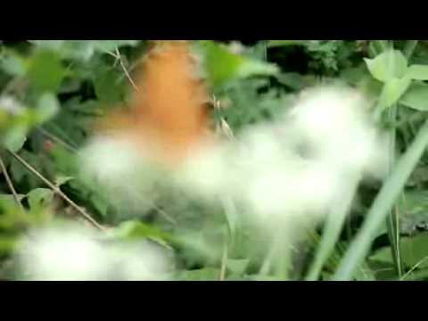 E-PL3動画テスト75-300　メスグロヒョウモン