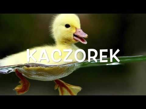 Ballada o kaczorku