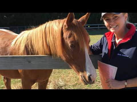 Classic Arabians Virtual Stud Tour