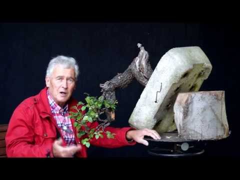 INTERNATIONAL BONSAI ACADEMY with Walter Pall 2013 - Case Study 4/Prunus mahaleb cascade
