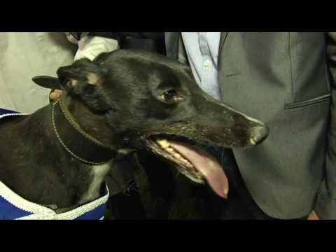 BRITISH BRED ST LEGER FINAL - T4 INCH FORWARD