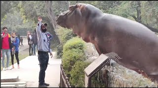 Brave Security Guard Pushed Hippo back into Water to Save Zoo Visitors!!!