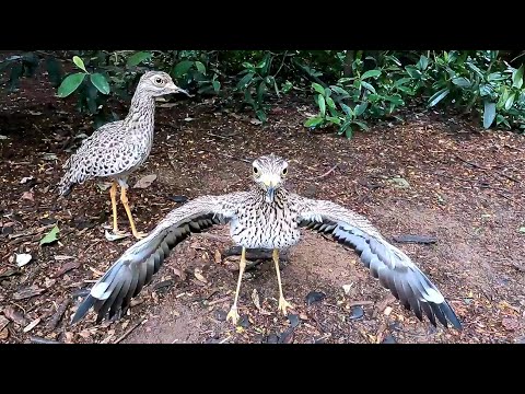 Bravest Bird in the World