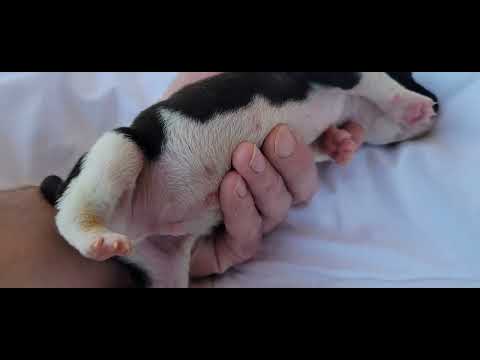 American Bulldog male puppy born 6/8/24 11 days old We Love Bullies Kennel black and white #2