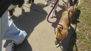 Teaching Puppies to walk in a pack.