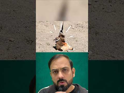 This bird will try to fool you #shorts