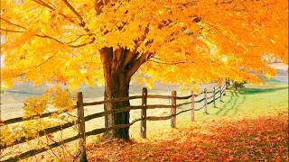 "Autumn Colors" Beautiful Relaxing Music, Peaceful Soothing Instrumental Music by Tim Janis
