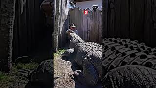 Download lagu Is this the most dangerous crocodile? #amazing #edit #phonk #crocodile #alligator #crazy #dangerous mp3 Download lagu Is this the most dangerous crocodile? #amazing #edit #phonk #crocodile #alligator #crazy #dangerous mp3