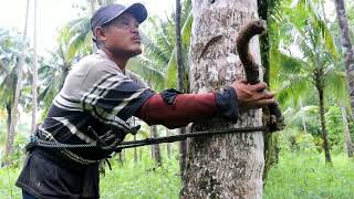 Download lagu MAHAR Rp.2000 Kisah inspiratif si pemanjat kelapa dan pengupas 100 perak/buah. mp3