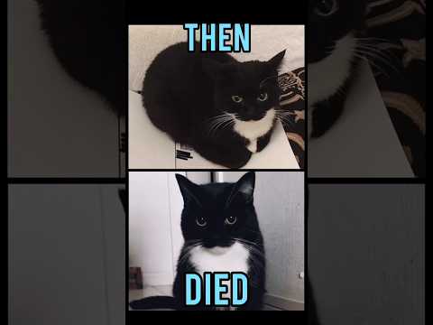 Famous Cats meme(Then vs Now) #meme #memes #nostalgia #catmemes