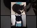 Famous Cats Meme Then Vs Now Meme Memes Nostalgia Catmemes