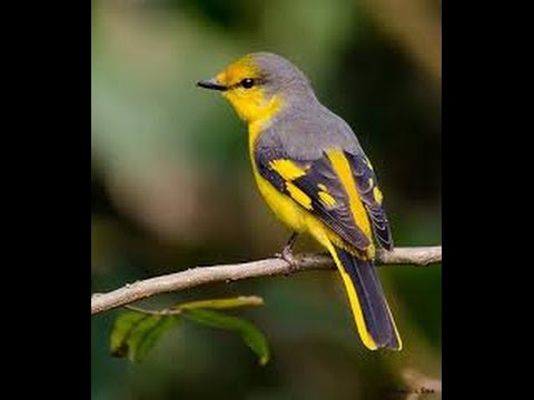 Mantenan Novyj Trend Smotret Onlajn Na Sajte Trendovi Ru