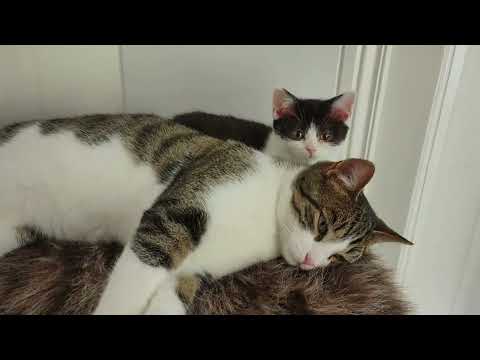Pepper & Liana - die ersten Wochen (CCC : Cute Cat Content!)