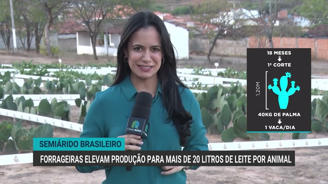Forrageiras elevam produção para mais de 20 litros de leite por animal