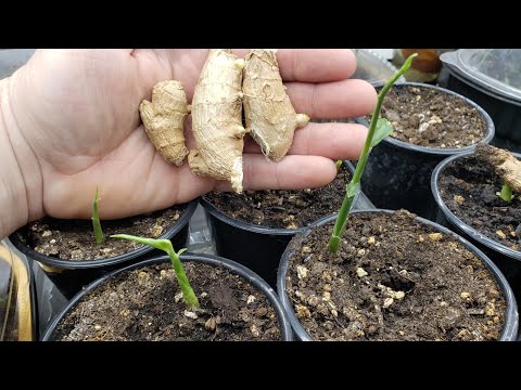How to Grow Ginger From Store Bought Produce! Planting & Growing Ginger Root at Home in Your Garden!