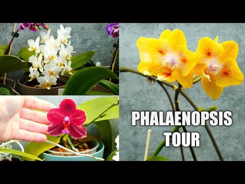 , title : 'Phalaenopsis Bloom Tour! - Alternatives to the big flower shop Phalaenopsis'