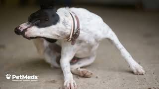 Flea & Tick - Spring Prevention (2.30)