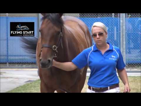 All Too Hard x Tivoli Dancer 2015 Filly - Flying Start Syndications