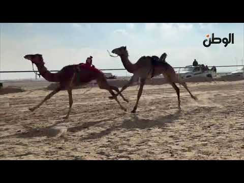 انطلاق مهرجان الهجن بشمال سيناء بمشاركة عربية واسعة