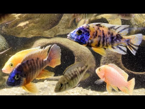 How To Feed African Peacock Cichlids!