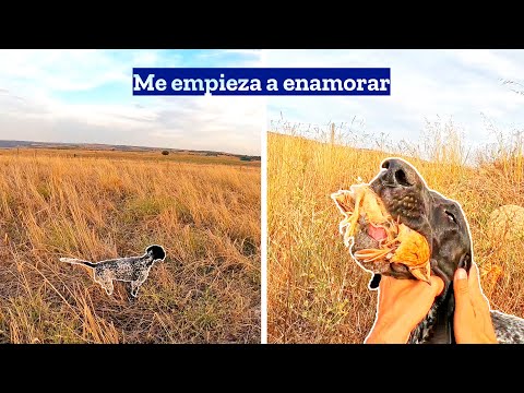 𝗣𝗼𝗿 𝘃𝗶𝘃𝗶𝗿 𝗺𝗼𝗺𝗲𝗻𝘁𝗼𝘀 𝗮𝘀í😲 no puedo dejar de cazar✨ Caza Codorniz 2023