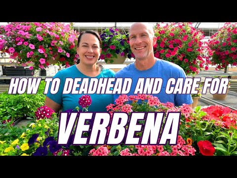 VERBENA - Verbena Care Tips for Gorgeous Hanging Baskets!