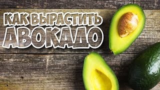 Как вырастить авокадо дома? Проще простого, из косточки!
https://youtu.be/r2lndAKn2dI 
#avakado #вырастить_авакадо