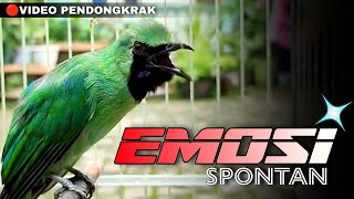 Download lagu 🔴EMOSI SPONTAN ‼️MASTERAN CUCAK IJO GACOR NGENTROK FULL TEMBAKAN NGERI mp3