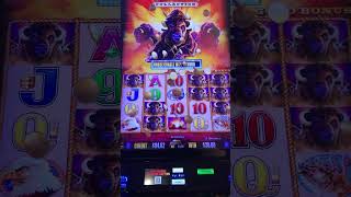 (RARE!) TONS of BUFFALO - BIG WIN!