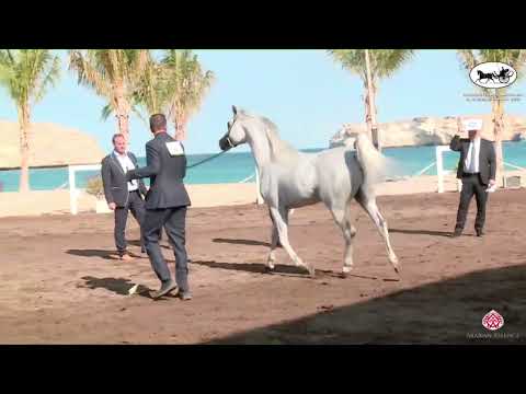 N 102 WAJEEH ATHBAH   OMAN   Alrubatiya International Arabian Horse Championship   Stallions 7 9 Yea