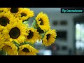 NEW TRENDING Teri Meri Gallan Hogi Mashhur Whatsupp Status 4k Full Screen Ratan Lambiyan Shershaah