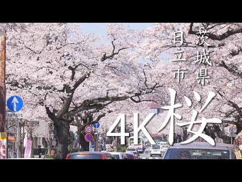【絶景茨城】桜［4K］茨城県日立市｜VISIT IBARAKI, JAPAN