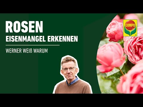 Eisenmangel an Rosen erkennen & bekämpfen - COMPO