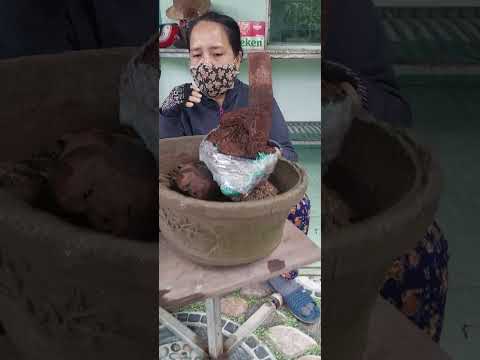 (đã bán)Giao lưu ae phoi mai rừng dang thu để bàn hoành 14 cao30 giá 200k bvc họp nhan ib e 037846