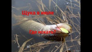 Как и где искать щуку в июле