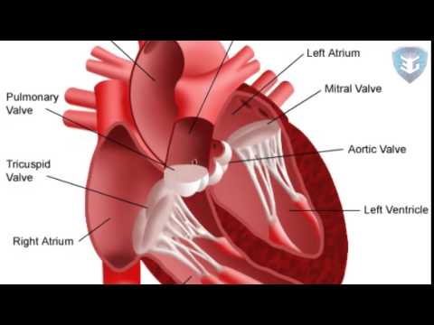 How the heart actually pumps blood