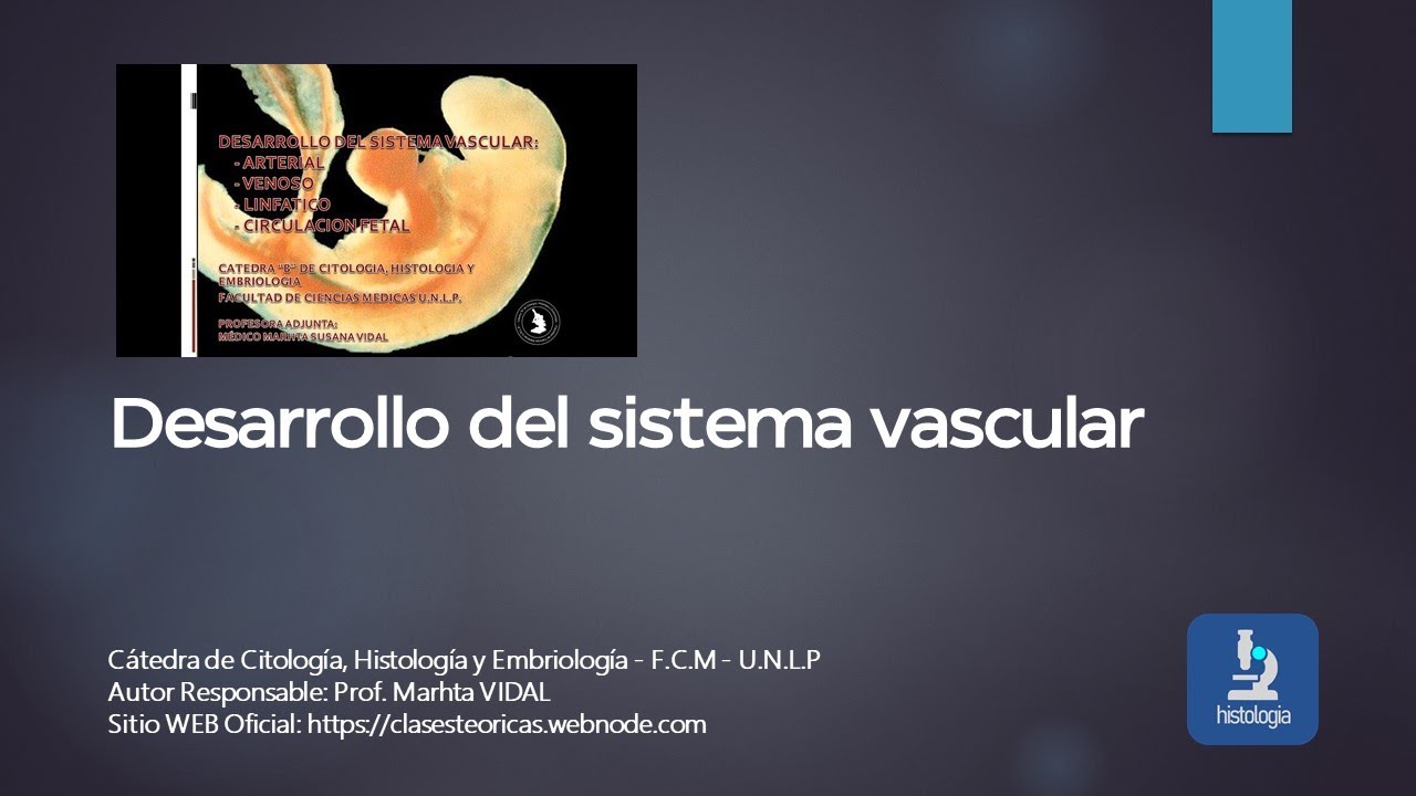 DESARROLLO DEL SISTEMA VASCULAR