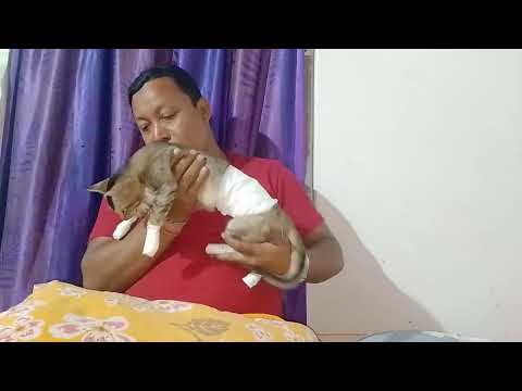 Sondori jokhon ador khay