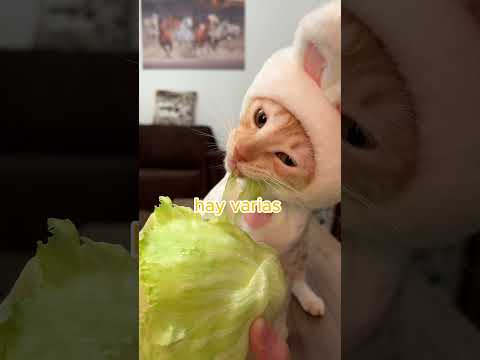 Alimentos seguros para gatitos 😽 #shorts #mascotas #gatos