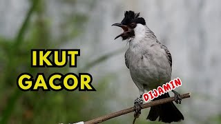 Download lagu Suara Burung Kutilang Gacor Memanggil Lawan Ampuh Buat Pancingan Kutilang Agar Bunyi mp3 Download lagu Suara Burung Kutilang Gacor Memanggil Lawan Ampuh Buat Pancingan Kutilang Agar Bunyi mp3