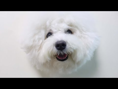 Drawing a 3D Portrait Of My Puppy