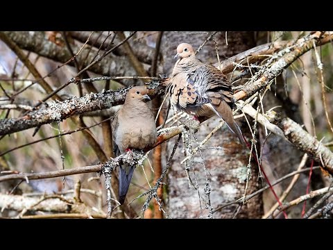 Mourning Dove: Wing Whistle (11 March 2025)