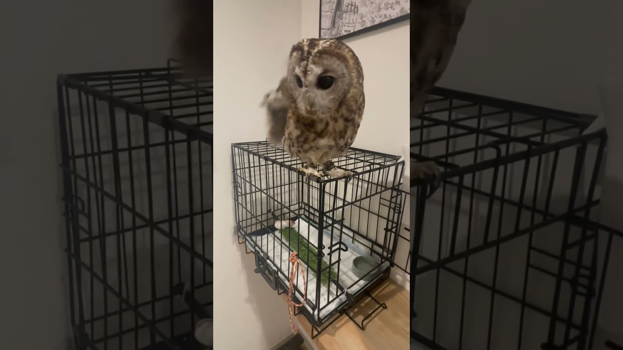 ポン太にIQテストしてみた!!