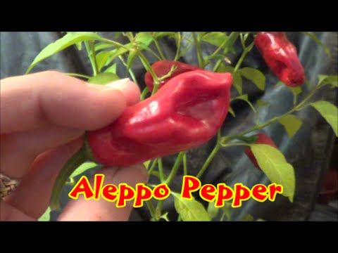 download lagu mp3 mp4 Aleppo Chilli, download lagu Aleppo Chilli gratis, unduh video klip Aleppo Chilli